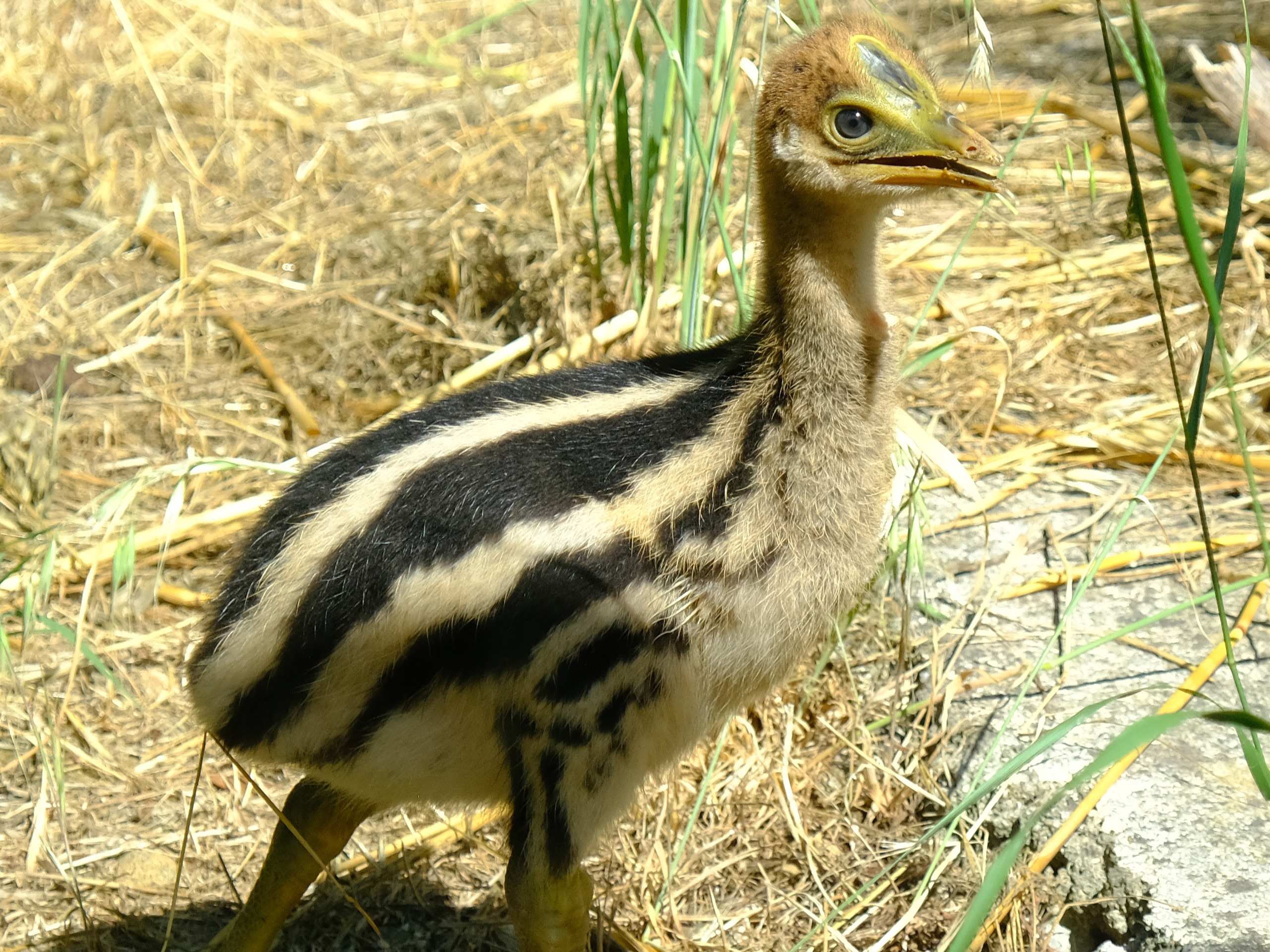 Le jeune poussin casoar à casque.